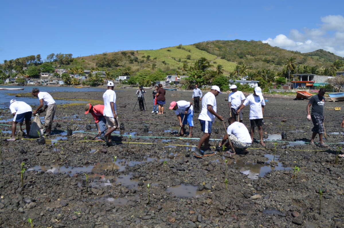 Mangroves Plantation to combat the effects of climate change in the south-east of Mauritius